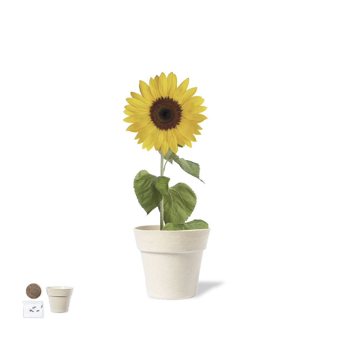 Vaso - Tumil